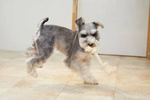 よく噛んでよく走る！ 運動不足もストレスも解消 犬用おもちゃおすすめ イメージ