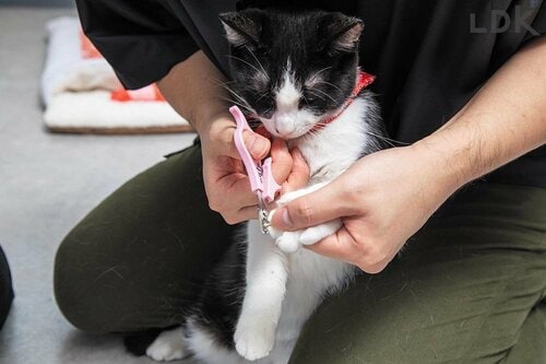 猫用爪切りとは? 猫用爪切りおすすめ イメージ