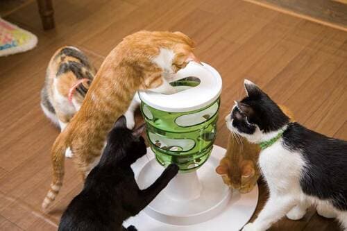 愛猫も飼い主も満足するネコグッズが知りたい!