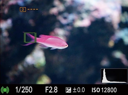 検証結果2:魚 イメージ