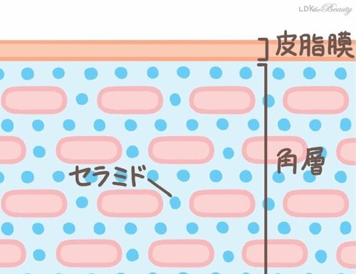 水分の蒸発を防ぐバリア機能の要! 美容の裏ワザおすすめ イメージ