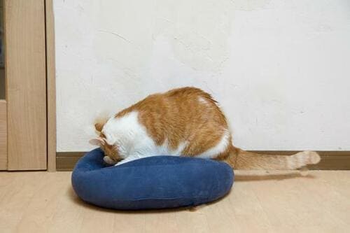 ニトリ「モチモチクッション」2