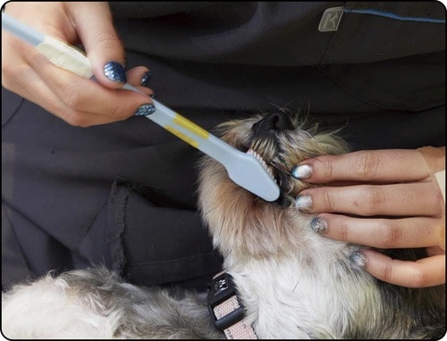 みがく場所でヘッドを使い分けられる 犬用歯ブラシおすすめ イメージ