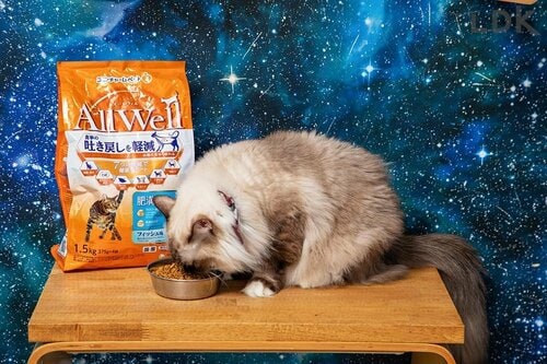 嗜好性も減量効果も高い秀逸フード 猫用ドライフードおすすめ イメージ