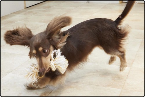 よく噛んでよく走る！ 運動不足もストレスも解消 犬用おもちゃおすすめ イメージ2
