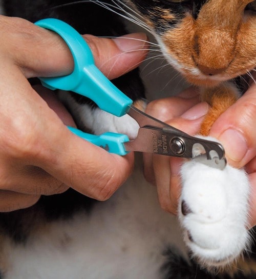 通常刃と丸穴刃の2つを採用 猫用爪切りおすすめ イメージ