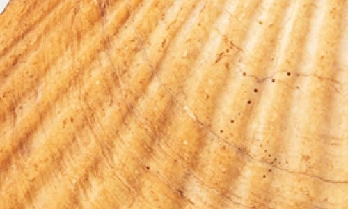 ホワイトニング前 ホワイトニングジェルおすすめ イメージ