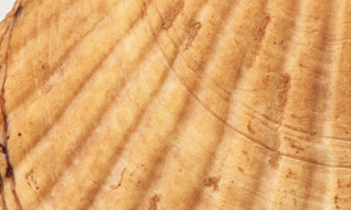 ホワイトニング前 ホワイトニングジェルおすすめ イメージ