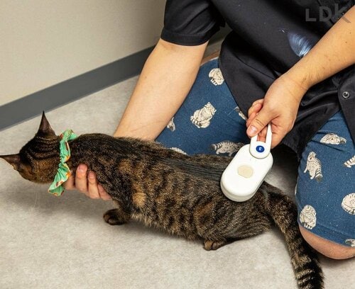 一般的なラバーブラシと同じ形状や材質 猫用ミストブラシおすすめ イメージ