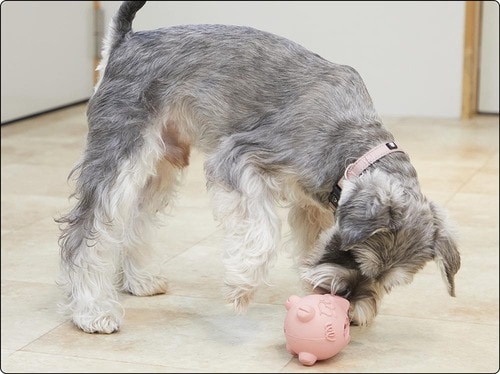鼻や前足を使って転がしながらおやつを取り出す 犬用おもちゃおすすめ イメージ