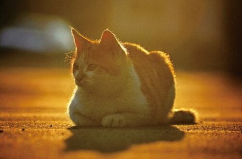 【Q1】外ネコとなかなか出会えないんだけど…… イメージ