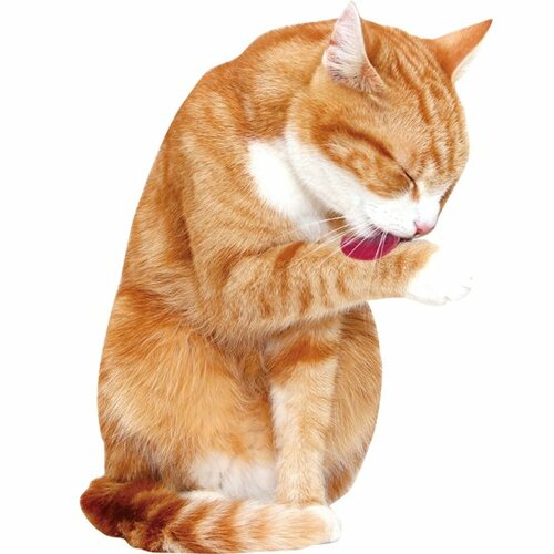 【Q2】しょっちゅう毛づくろいしているのはなんで?