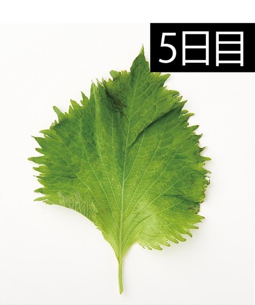 大葉の変色もなし！ キッチン用ポリ袋おすすめ イメージ