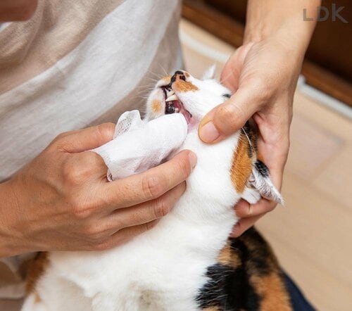 悪臭をしっかり消す 猫用歯磨きシートおすすめ イメージ2