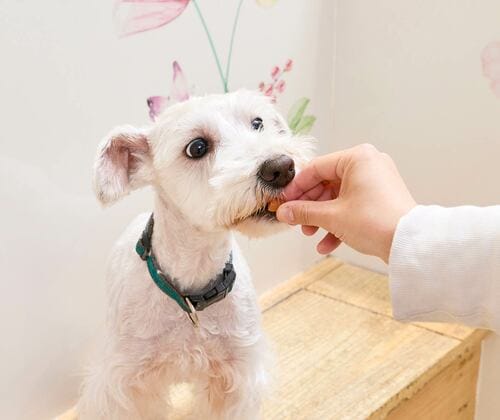 ドッグトレーナーも認める嗜好性の高さと扱いやすさ 犬用おやつおすすめ イメージ