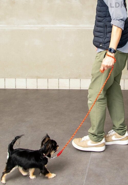 ほど良い伸縮性で操作しやすい 犬用リードおすすめ イメージ
