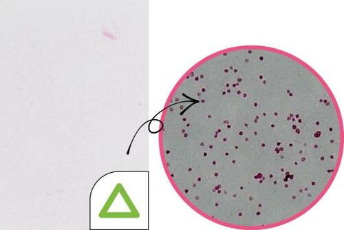 C評価: 人工花粉の付着量は素肌の状態とほぼ変わらず