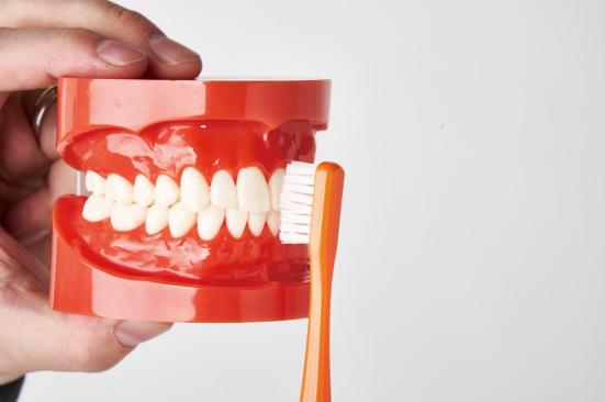 歯の模型にあてる歯ブラシ