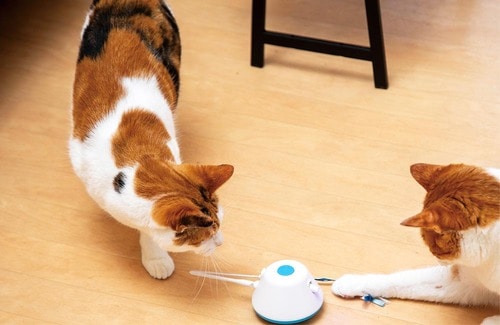 ネコを興奮させるハデな動き 猫用おもちゃおすすめ イメージ2