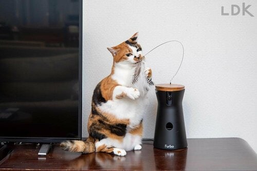 じゃらし機能：外出先でも猫と遊べる！ ペットカメラおすすめ イメージ