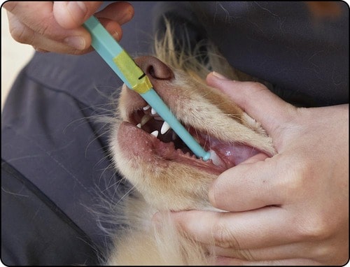 六角グリップで手にフィットしやすい 犬用歯ブラシおすすめ イメージ