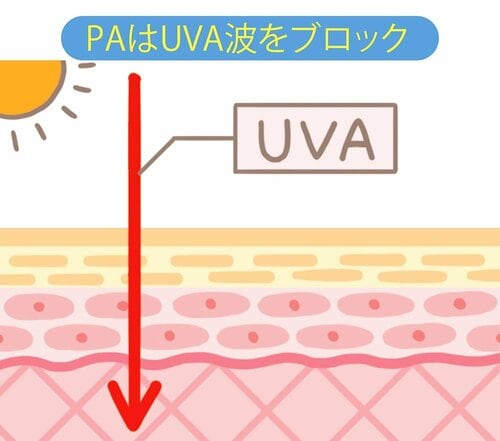 赤くなりやすい人はSPF、黒くなりやすい人はPAを重視して選んで! 日焼け止めおすすめ イメージ2