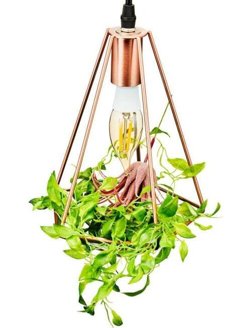 天井からグリーンの存在感！ LED対応テラリウム イメージ