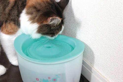 トイレやお風呂の水を飲む猫に試す価値あり!