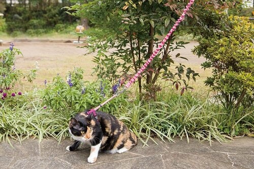 テスト3:負担の少なさ 猫用ハーネスおすすめ イメージ