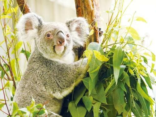 緑豊かな自然が自慢! 「横浜市立金沢動物園」