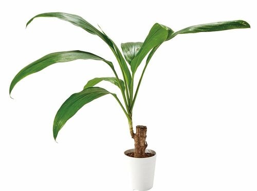 ダイソー「観葉植物 ドラセナ」