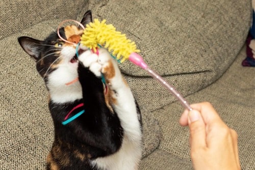 ▼テスト結果 猫用おもちゃおすすめ イメージ