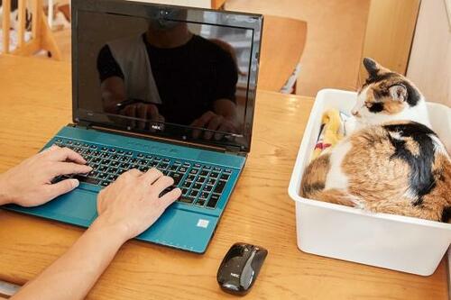 身近な人気ショップの猫用品