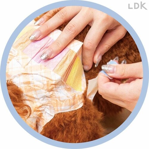 3：テープ 犬用おむつおすすめ イメージ