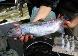 ハイシーズン前に基本網羅！ 初心者のための“渓流釣り”最強入門｜基礎知識＆おすすめアイテムを徹底解説