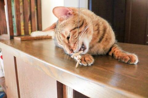 猫ウケ最強 猫じゃらしおすすめランキング16選 猫2匹と編集部が人気製品を徹底検証 360life サンロクマル
