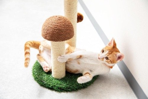 映え系猫用爪とぎ 猫用爪とぎおすすめ イメージ