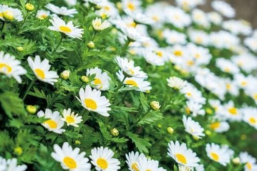 ポイント5:10万円以下では画質トップクラス イメージ