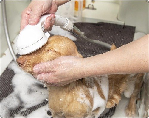 LDKが犬用シャンプーをテスト 犬用シャンプーおすすめ イメージ