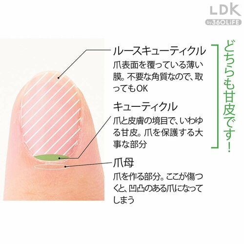甘皮ってどこの部分? 爪切りおすすめ イメージ