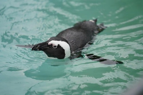 描写が超緻密なソニー「α7R Ⅲ」のボディ&レンズ イメージ5