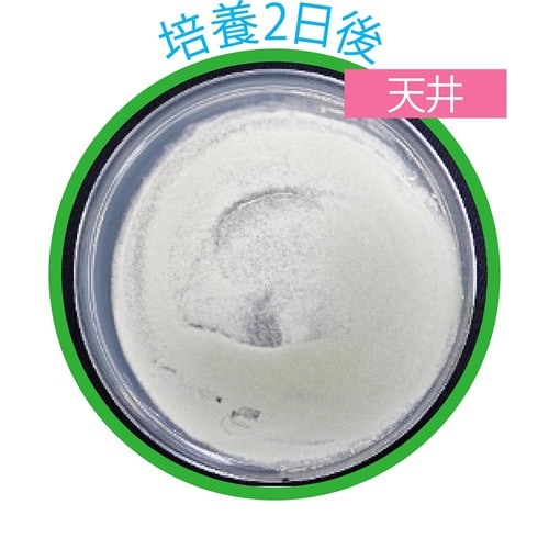 培養2日後の天井 防カビ剤おすすめ イメージ