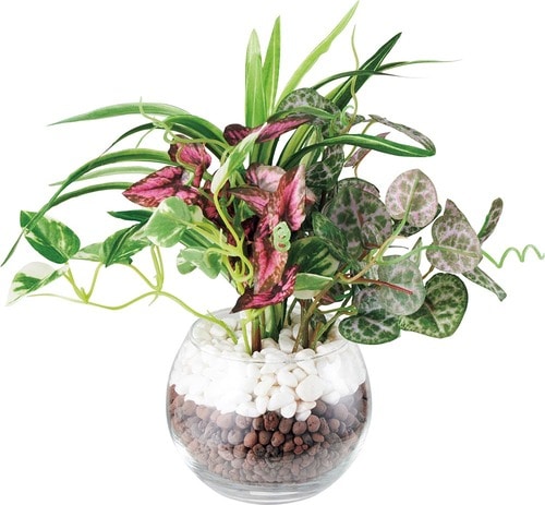 ニトリ「グリーン寄せ植えガラスポット」 イメージ