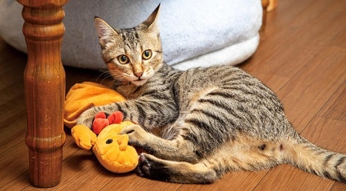 インパクトはあるが飽きられやすい 猫用おもちゃおすすめ イメージ