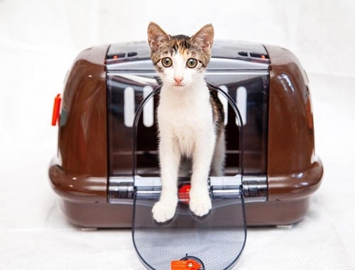 普段はハウスとして使える 猫用キャリーバッグおすすめ イメージ