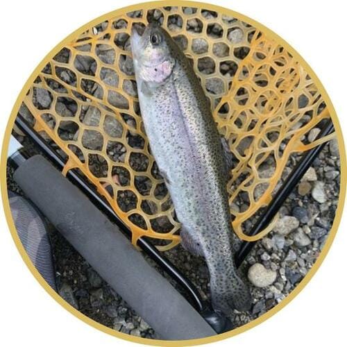 釣れた魚