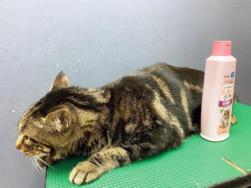 潤いがありなめらかな美毛に 猫用シャンプーおすすめ イメージ