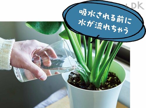 6:植物が枯れる水のあげ方って? ガーデニング用じょうろおすすめ イメージ
