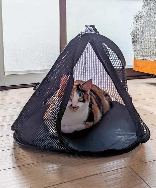 選び方2:サイズ 猫用キャリーバッグおすすめ イメージ