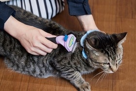 猫用抜け毛取りブラシのおすすめ3選。毛の取れやすさをネコと一緒に比較